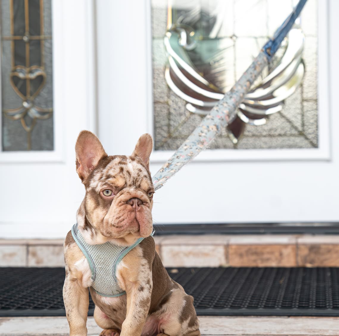 French Bulldog wearing the upcycled denim leash