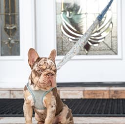 French Bulldog wearing the upcycled denim leash