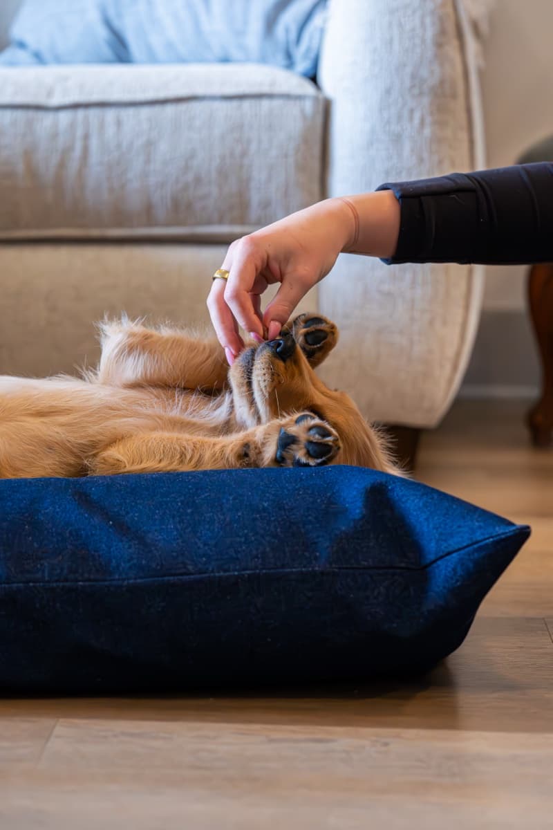 He flips over the second he sees the bed. Obsessed is an understatement.
