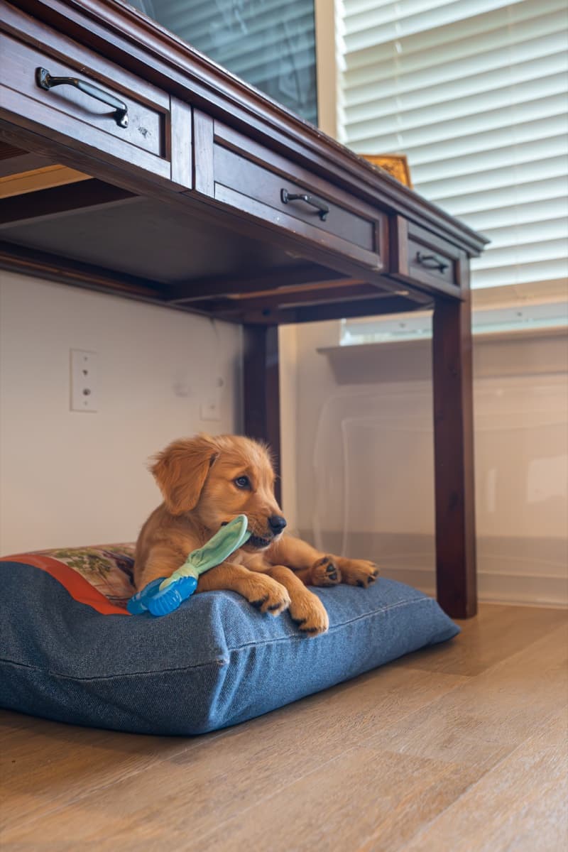 Work-from-home buddy found his spot under the desk with his Dogs Rule bed.
